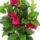 Artificial Magenta Bougainvillea Plant Closer2Nature