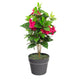 Artificial Magenta Bougainvillea Plant Closer2Nature