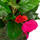 Artificial Magenta Bougainvillea Plant Closer2Nature