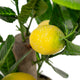 Artificial Mini Lemon Tree Closer2Nature
