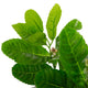 Artificial Mini Lemon Tree Closer2Nature