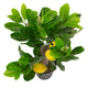 Artificial Mini Lemon Tree Closer2Nature