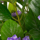 Artificial Light Purple Hydrangea Tree Closer2Nature