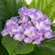 Artificial Light Purple Hydrangea Tree Closer2Nature