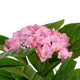 Artificial Pink Hydrangea Tree Closer2Nature