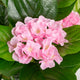 Artificial Pink Hydrangea Tree Closer2Nature