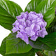 Artificial Purple Hydrangea Tree Closer2Nature