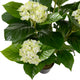 Artificial White Hydrangea Tree Closer2Nature