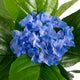 Artificial Blue Hydrangea Tree Closer2Nature