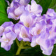 Artificial Light Purple Hydrangea Tree Closer2Nature