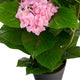 Artificial Pink Hydrangea Tree Closer2Nature