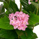 Artificial Pink Hydrangea Tree Closer2Nature