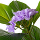 Artificial Purple Hydrangea Tree Closer2Nature