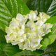 Artificial White Hydrangea Tree Closer2Nature