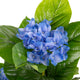 Artificial Blue Hydrangea Tree Closer2Nature