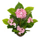 Artificial Pink Hydrangea Tree Closer2Nature