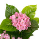 Artificial Pink Hydrangea Tree Closer2Nature