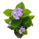 Artificial Purple Hydrangea Tree Closer2Nature