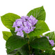 Artificial Purple Hydrangea Tree Closer2Nature