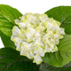 Artificial White Hydrangea Tree Closer2Nature