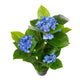 Artificial Blue Hydrangea Tree Closer2Nature