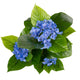 Artificial Blue Hydrangea Tree Closer2Nature