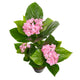 Artificial Pink Hydrangea Tree Closer2Nature