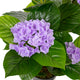 Artificial Purple Hydrangea Tree Closer2Nature