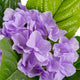 Artificial Purple Hydrangea Tree Closer2Nature