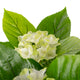 Artificial White Hydrangea Tree Closer2Nature