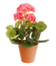 Artificial 24cm Pink Zonal Geranium Plug Plant - Closer2Nature