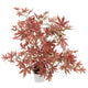 Artificial 1ft 7" Red Japanese Maple Tree - Closer2Nature