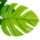 Artificial 1ft 5" Swiss Cheese Plant Closer2Nature