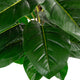 Artificial 4ft Pothos Plant Closer2Nature