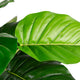 Artificial 4ft Pothos Plant Closer2Nature