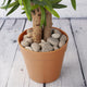 Natural Indoor/Outdoor Decorative Smooth Scottish River Stones 1-4kg - Closer2Nature