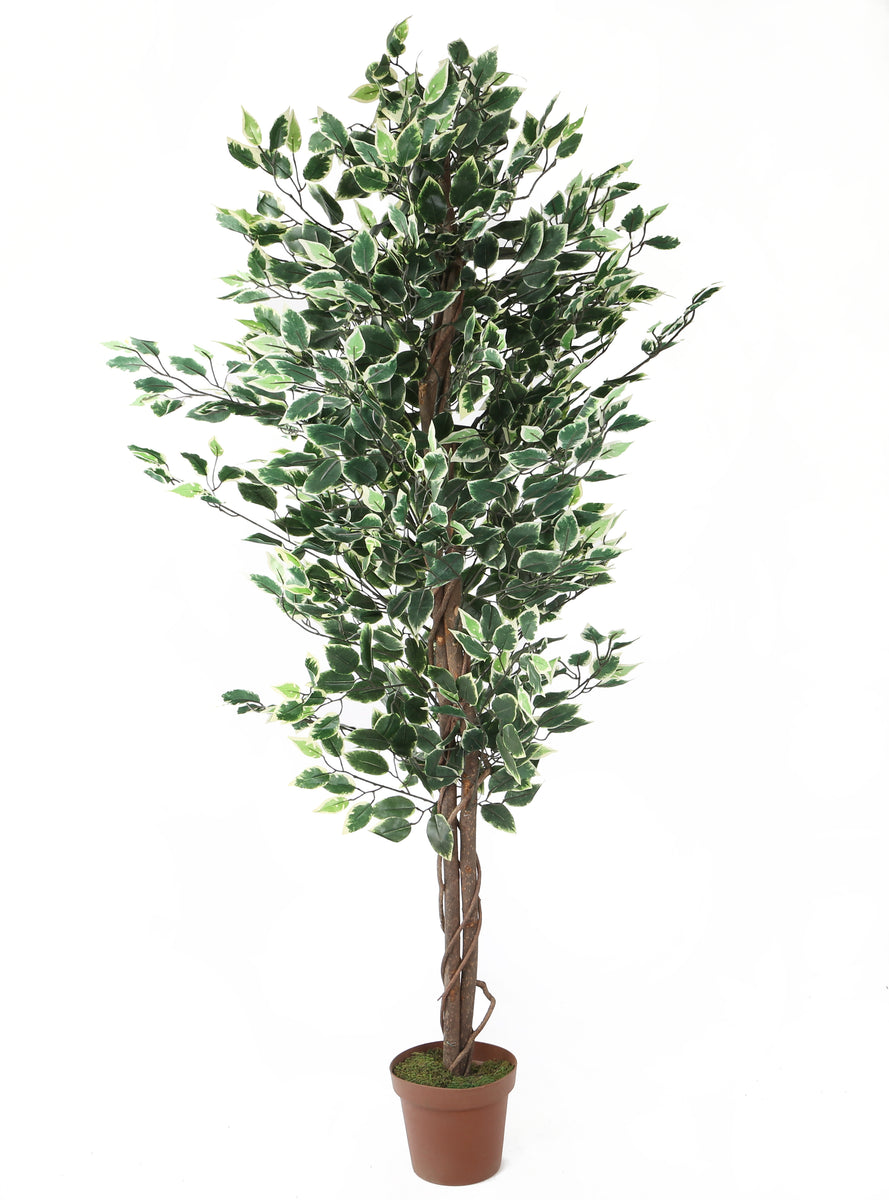 Artificial 6ft Variegated Weeping Fig Tree Closer2Nature