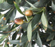 Artificial 4ft 3″ Olive Tree - Closer2Nature
