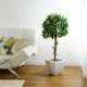 Artificial 3ft 5″ Danielle Weeping Fig Tree Closer2Nature