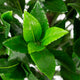 Artificial Bay Tree Closer2Nature