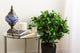 Artificial 2ft Danielle Weeping Fig Tree Closer2Nature