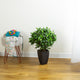 Artificial 2ft Danielle Weeping Fig Tree Closer2Nature
