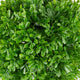 Artificial 3ft Double Boxwood Ball Tree - Closer2Nature