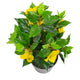 Artificial Yellow Bougainvillea Plant - Closer2Nature