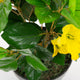 Artificial Yellow Bougainvillea Plant - Closer2Nature