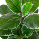 Artificial 2ft 9" Rubber Plant - Closer2Nature