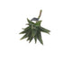 Artificial 25cm Single Stem Aloe Vera - Closer2Nature