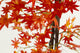 Artificial 5ft Red Japanese Maple Tree - Closer2Nature