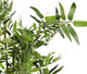 Artificial 2ft 3" Green Bisset's Bamboo Tree - Closer2Nature