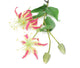 Artificial 102cm Single Stem Pink Flame Lily - Closer2Nature